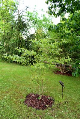 Sassafras albidum - sasafras lékařský - jarní habitus